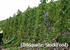 Moselt) Petit Verdot Die spätreifende Rotweinrebsorte (übersetzt etwa: kleiner Grünling ) bringt kleinbeerige Trauben hervor und ist unter anderem im Bordelais angesiedelt, wo sie wahrscheinlich