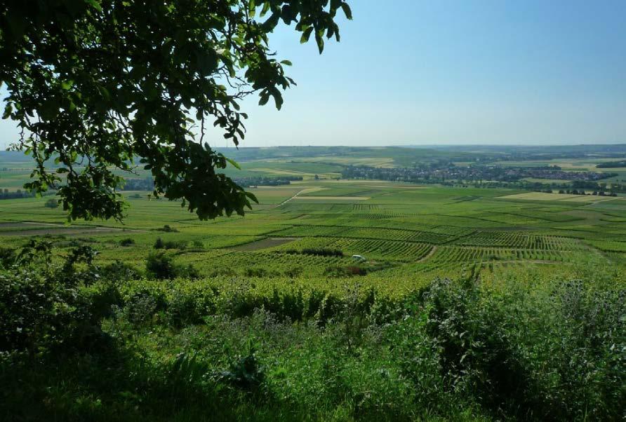 Vinalu-Spezialreportagen Sauvignon Blanc, Riesling und historische Jahrgänge Rheinhessen, ein lange verkanntes Weinparadies Von der Vinalu-Redaktion Vorab kann gesagt werden, dass sich der