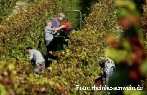Vinalu-Ticker Vinalu-Ticker Vinalu-Ticker Prognosen zum Jahrgang 2013 Pressekonferenz des Rheinhessischen Weinwirtschaftsrats in Oppenheim Bei der Veranstaltung Anfang Oktober in der Staatlichen