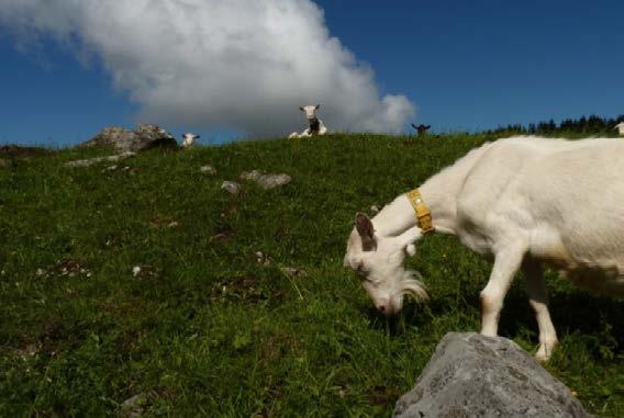 Schafe werden in Savoyen nicht wegen der Milch, sondern wegen der Wolle und wegen des Fleisches gehalten. Die Bergwelt Hochsavoyens und.