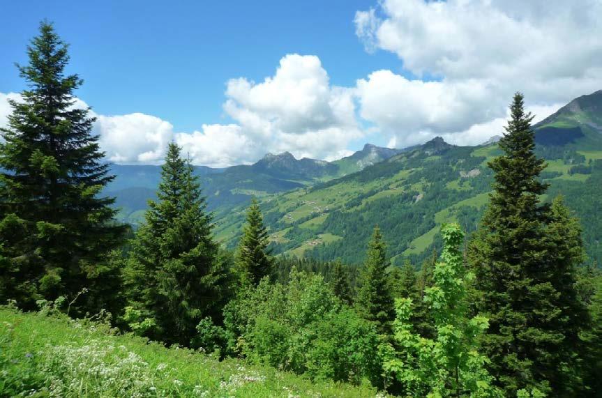 Die Kuhrasse Tarine ähnelt dem Schweizer Braunvieh und ist an das Klima der Alpen angepasst. Die Züchtung entstand in Savoyen.