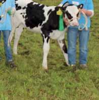 Als weiteres Milchrind-Highlight konnten den Verbrauchen drei 100.000 l-kühe vorgestellt werden: Karla (siehe Bild), Jule (v.