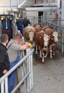 Fleischrinder-Exporte Rindervermarktung Erfolg definiert sich in der Zufriedenheit von Züchter und Käufer Die aktuelle, neu entflammte, öffentliche Diskussion über Tiertransporte lässt sich natürlich