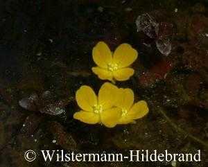 Limnophila- Arten, Hygrophila, Rotala und Bacopa haben schöne violett-blaue Blüten. Bei Lobelia cardinalis sind die Blüten rot. Winzig und weiß sind sie an Hemianthus und Glossostigma.