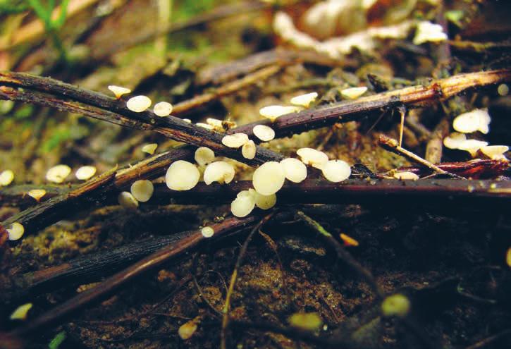 Ausbreitung des Eschentriebsterbens in der Schweiz. Wirtsbäume In Ostasien wurde H. fraxineus auf der Mandschurischen (F. mandshurica) und der Chinesischen Esche (F. chinensis) gefunden.