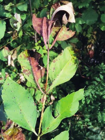 den diese Stammfussnek rosen sekundär durch den Hallimasch (Armillaria spp.) befallen (Abb. 5 F). Der Erregerpilz überwintert in den Spindeln abgeworfener Eschenblätter in der Bodenstreu (Abb.