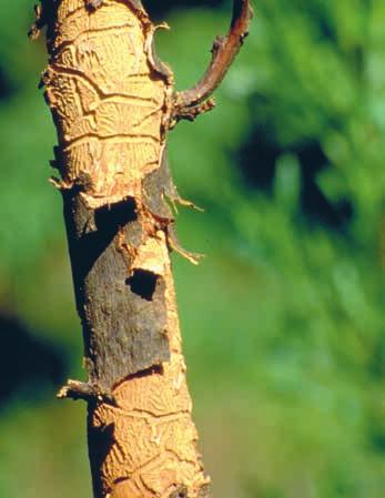 Wertvolle Baumhölzer mit mehr als 70 Prozent Kronenverlust oder eindeutigen Stammfussnekrosen sind mittelfristig vom Absterben bedroht und können wegen drohender Holzentwertung genutzt werden.