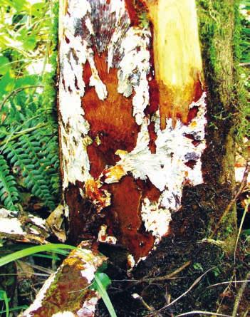 Da von verholzten Teilen keine Infektionsgefahr ausgeht, können abgeschnittene oder gefällte, infizierte Baumteile im Gelände liegen gelassen werden.