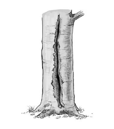 'Fehlerhafte' Bäume, die Habitatstrukturen aufweisen oder das Potenzial besitzen, solche Altbestandsmerkmale auszubilden, werden oft im Zuge