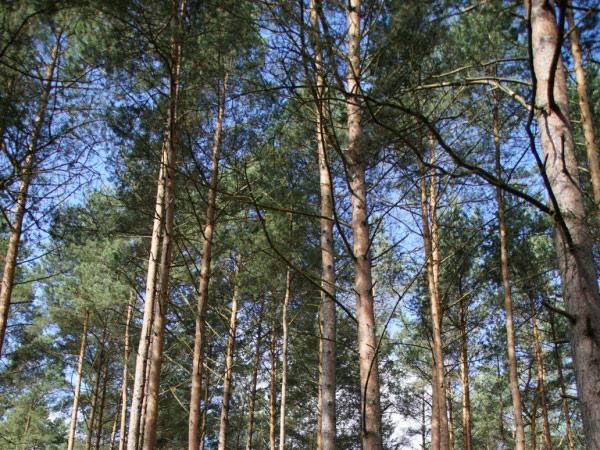 Waldbauliche Betriebsarten Waldbauliches Konzept (Betriebsart), nach der ein Wald über sämtliche Entwicklungsphasen hin