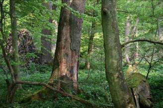 Buchen-Urwälder Old-Growth als Referenz = reife, natürliche Wälder, die sich bei einem kleinräumigen Störungsregime entwickeln Old-Growth-Merkmale Baumartenzusammensetzung des Klimaxstadiums hohe