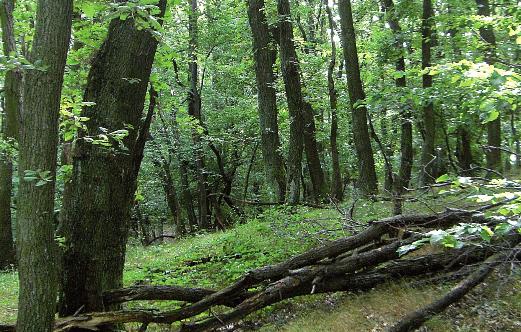 der Hainsimsen-Traubeneichenwald ist mit nur drei vorkommenden baumarten deutlich artenärmer.