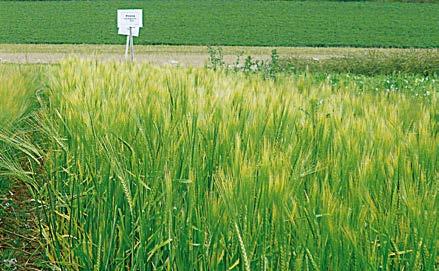 Meldungen Neue Getreidesorten aus biodynamischer Züchtung Die Sommernacktgerste Pirona der Getreidezüchtungsforschung Darzau wurde vom Bundessortenamt (BSA) zugelassen.