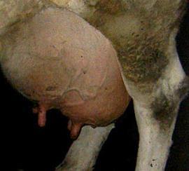 aureus GTB aus Tankmilch o Kühe (4/4) einzeln untersuchen oder o Poolen (Mehrere Tiere in einer Probe) Tiere mit Mastitis Schalm-Test-positive Kühe auch auf Mastitis (alle Erreger