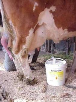 Euterhygiene vor dem Melken Keimarme Milch.