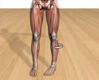 Verletzungsmechanismus A B C Fig. 5 Graphic representation of 4 of 12 possible motions about knee.