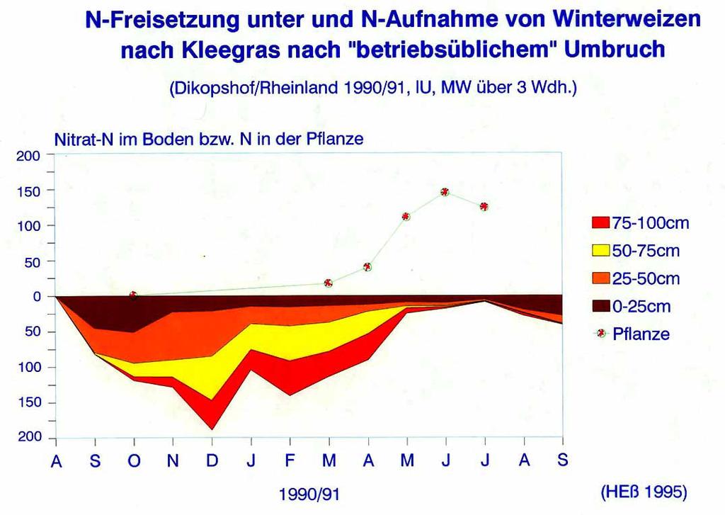 N-Freisetzung unter und N-Aufnahme von Winterweizen nach Kleegras nach betriebsüblichem Umbruch (Dikopshof/Rheinland 1990/91, lu, MW über 3 Wdh.) 200 Nitrat-N im Boden bzw.