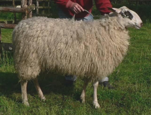 Es ist ein großrahmiges, hochbeiniges Schaf mit schwarzen Zeichen um die Augen und mit langen, großen Ohren mit meist dunklen Spitzen.