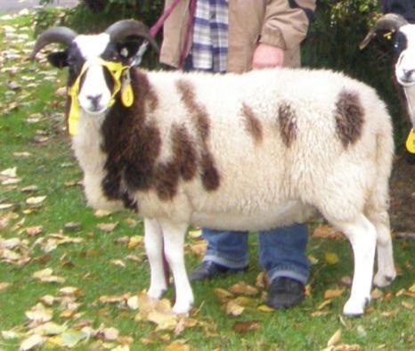 Es handelt sich um ein mittelgroßes, mischwolliges, langschwänziges, robustes Schaf, welches symmetrisch angeordnet zwei, vier oder sechs Hörner trägt.