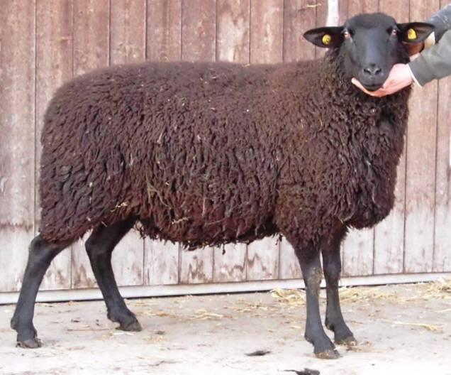Es ist ein mittelgroßes und tiefgewachsenes Schaf mit gerader Nasenlinie und mittellangen, getragenen Ohren. Die Wolle ist einheitlich hellbraun (elbfarben) oder kastanienbraun bis schwarz.