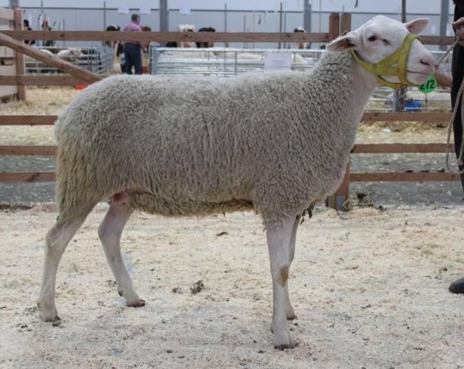 Die schlichte, weiße Crossbred-Wolle mit einer Feinheit von C bis CD entsprechend 31 bis 36 wächst in einem dichten geschlossenen Stapel bei guter Bauchbewollung.