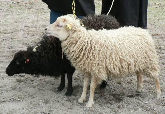 Das Schaf ist klein, relativ hochbeinig und hat von oben gesehen einen rechteckigen Körperbau. Der Kopf ist fein und regelmäßig und nur bei den Böcken geramst.