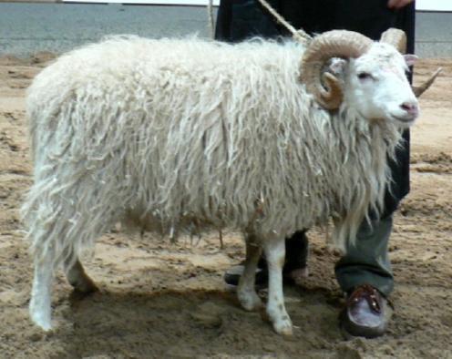 SKUDDE Abkürzung: SKU Rassenschlüssel: 41 VDL-Beschluss: 2011 Herkunft: einheimisch Rassegruppe: Landschaf Rote Liste: BEO Die Skudde ist eine ursprüngliche mischwollige Landschafrasse, die zur