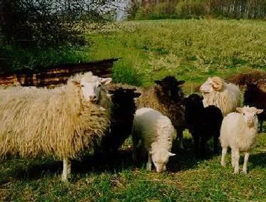 Es handelt sich um das kleinste deutsche Schaf mit keilförmigem Kopf, der mit Stichelhaaren besetzt ist.