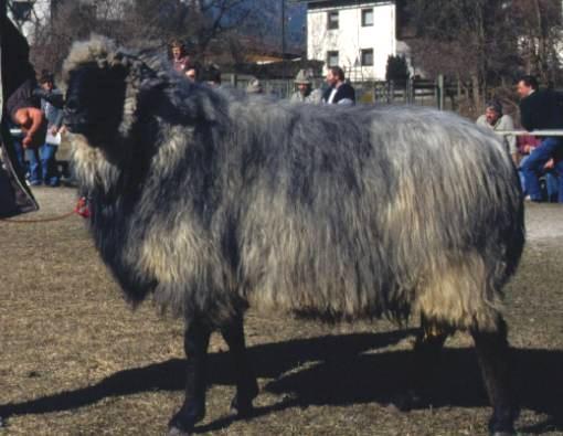 TIROLER STEINSCHAF Foto: Tirol Abkürzung: TST Rassenschlüssel: 53 VDL-Beschluss: 2005 Herkunft: Österreich Rassegruppe: Landschaf Rote Liste: - Das Tiroler Steinschaf hat seinen Ursprung in Tirol.