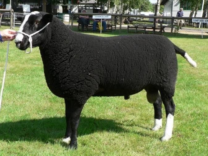 ZWARTBLES Abkürzung: ZWS Rassenschlüssel: 19 VDL-Beschluss: 2003 Herkunft: Niederlande Rassenschlüssel: Fleischschaf Rote Liste: - Kräftiges, mittelgroßes, hoch auf den Beinen stehendes Schaf.