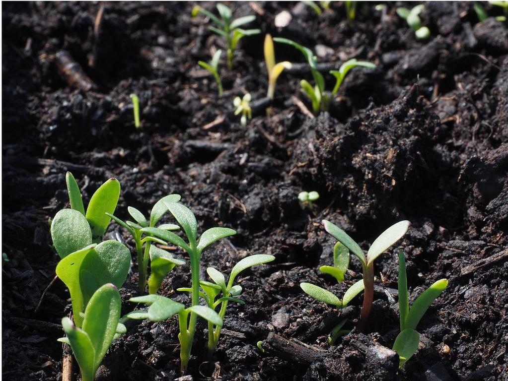 Blumenerde: Gutes fürs Grünzeug Die Sonne scheint und Sie wollen Ihren Balkon oder Garten herrichten? Wir geben Tipps und sagen Ihnen, worauf Sie beim Kauf von Blumenerde achten sollten.