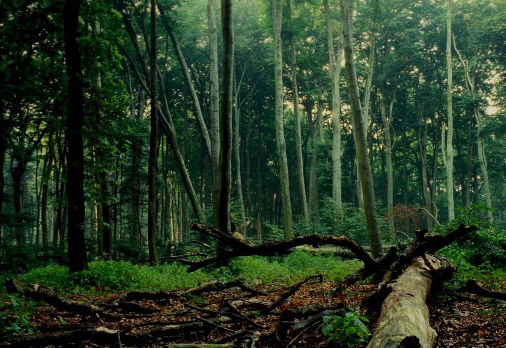 ökonomisches Potential von naturnah bewirtschafteten Wäldern Reduzierung der Kosten für Forstkulturbegründung
