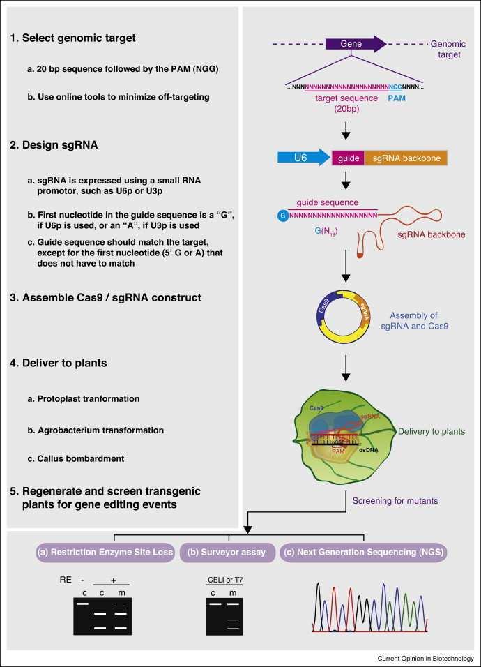 engineered CRISPR cassette (Cas9 and sgrna) transcription DNA cleavage at