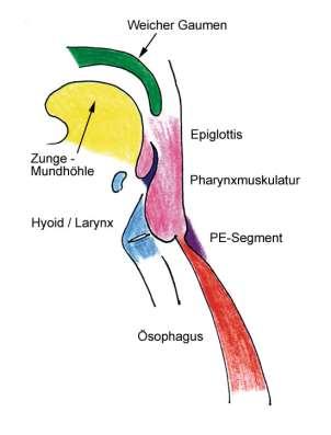 7 Funktionseinheiten -) Zunge, Mundhöle -) Weicher Gaumen -) Epiglottis -) Hyoid/Larynx -) Pharynxmuskulatur