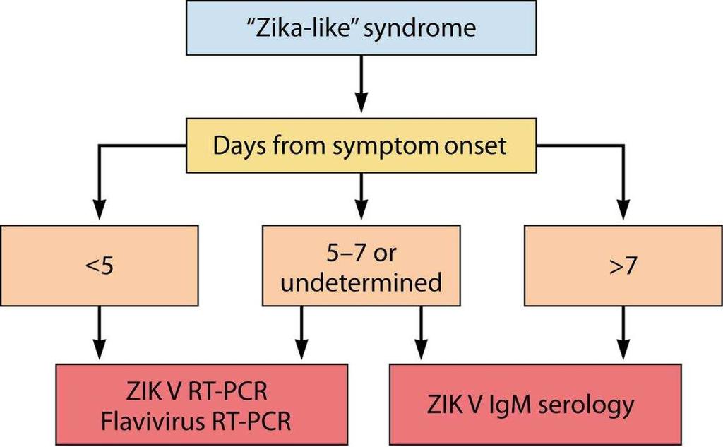 ZikaVirus Diagnostik Algorithmus: akute symptomatische Infektion Zika Dengue Chikungunya gleiche Symptomatik und
