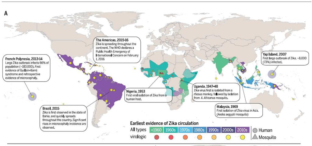 Zika Virus: Ausbreitung, Epidemie Justin