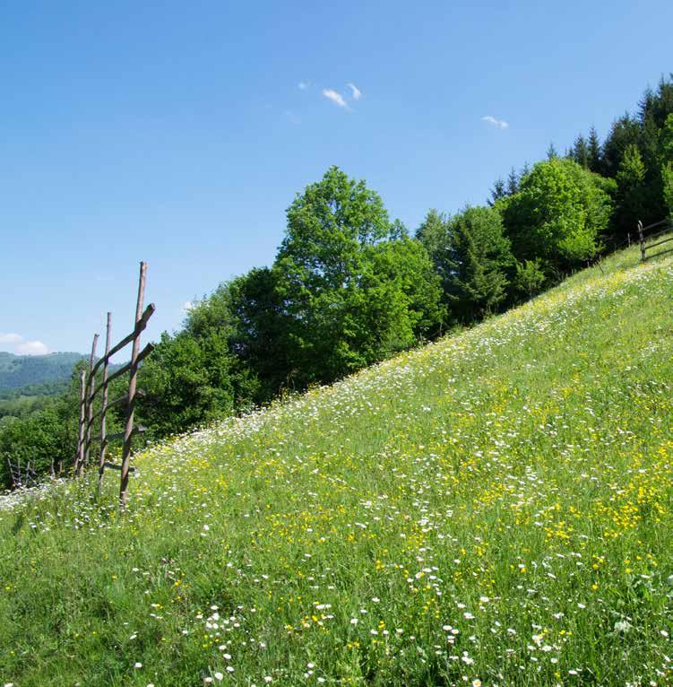 MARAMURES EINE REISE IN EINE VERGANGENE ZEIT Erleben Sie mit dem eigenen Mietauto eine ganz persönlich geführte Rundreise Stationen Sighisoara / Schäßburg - einzige bewohnte Burg Siebenbürgens Viseu