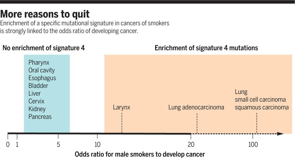 besser mit Rauchen aufhören eine spezifische Mutations-Signatur bei Raucher-Krebs ist eng korreliert mit dem Risiko, Tumore zu entwickeln Signatur nicht angereichert Pharynx Mundhöhle
