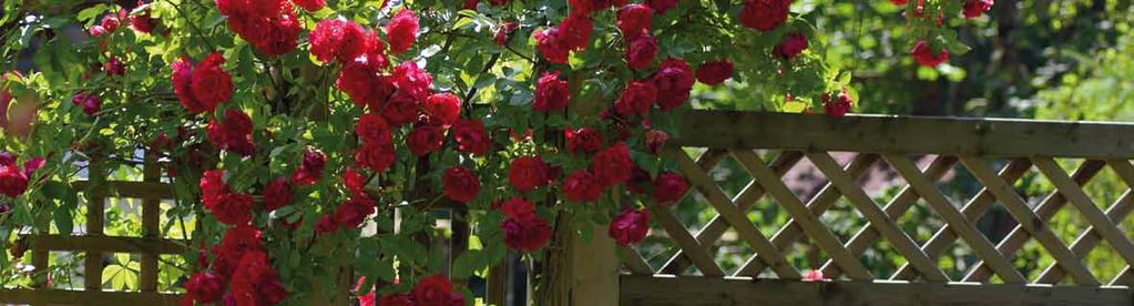 Rosenbögen Sammelstellen Dekorative Rosenbögen lassen romantische Eingänge