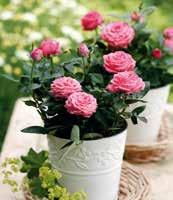 2,99 6 Minipflanzen Rose, Usambaraveilchen,