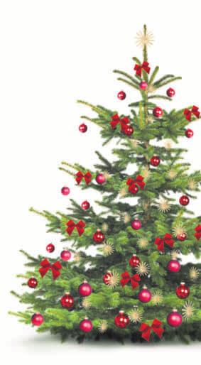 Gessertshausen - 28 - Nr. 50/16 Advent, Advent... vier Lichtlein brennen Ohne Weihnachtsbaum geht es nicht Da sind sich fast alle einig: am beliebtesten ist die Nordmanntanne (ipr).