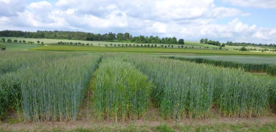 Nachhaltige Ganzpflanzengetreideproduktion für die Biogasanlage Andrea Biertümpfel, Roland Bischof Allgemeines zum