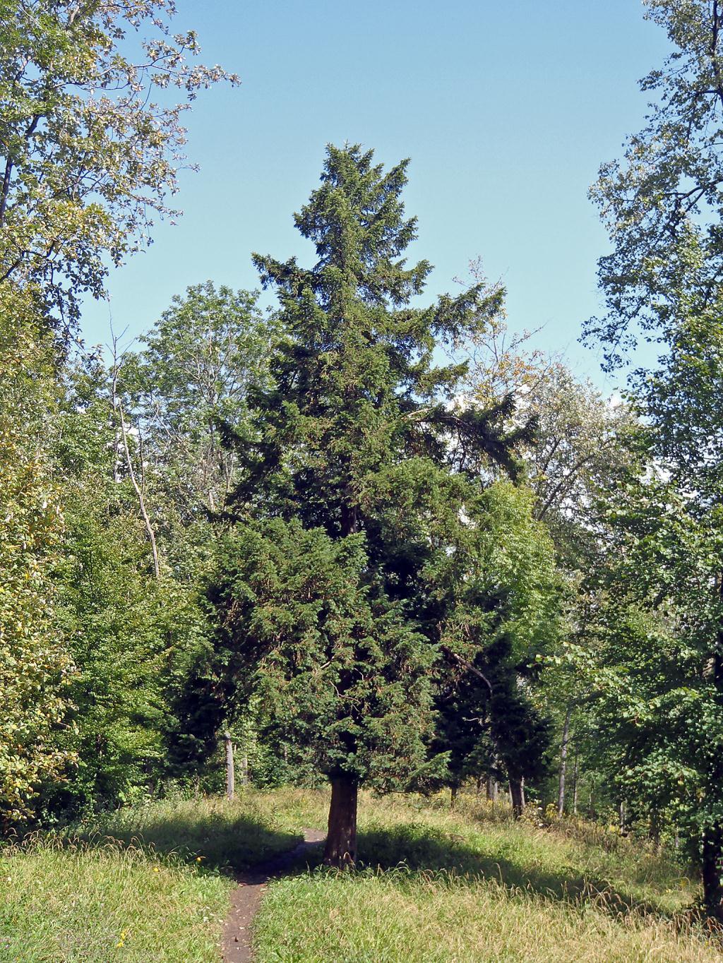 Biodiversität im Wald: Ziele und Massnahmen BAFU 2015 144 Abb.