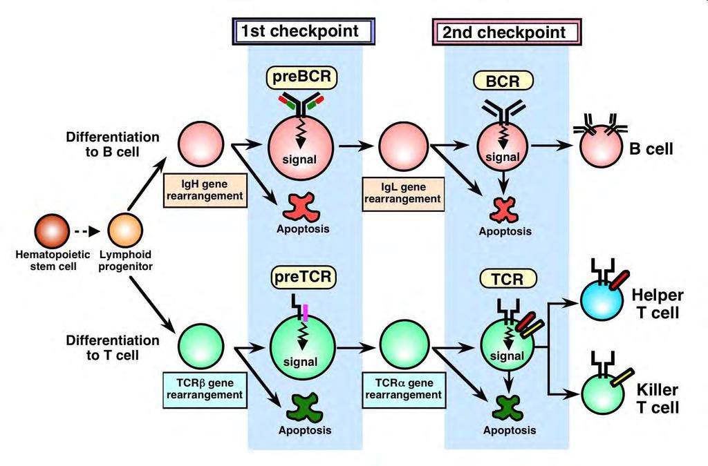 Immunglobuline (Ig) und T-Zellrezeptoren (TCR) Ig B-Zell Differenzierung B-Zelle IgH Genrearrangement IgL Genrearrangement Hämatopoet.