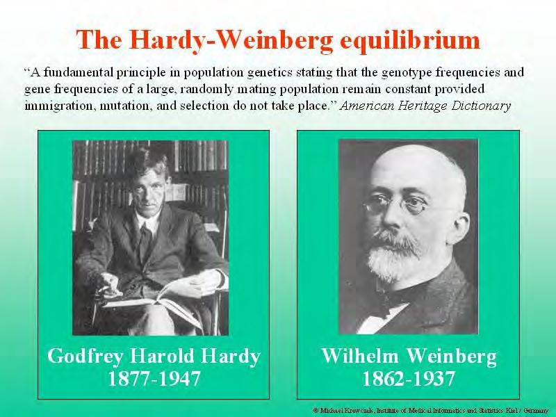 Hardy Weinberg Gleichgewicht Annahmen - zufällige Paarung -