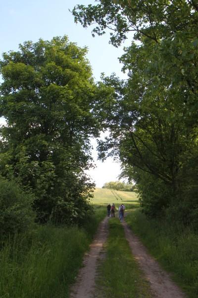Felder beiderseits des Weges; der Feldweg ist teilweise von dichten Büschen und Bäumen gesäumt.