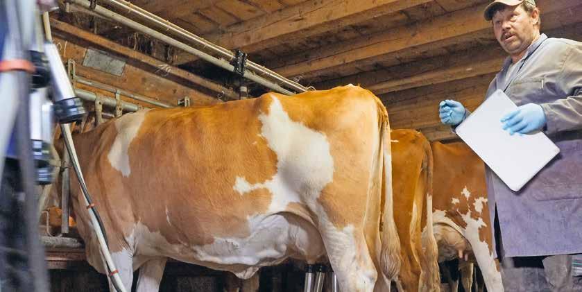 Erfolgreich die Mastitis bekämpft: Rémy Boder hat wieder gesunde Kühe in seinem Stall. «Der Mehraufwand hat sich gelohnt mein Betrieb ist saniert» Mastitis tritt relativ häufig auf.