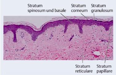 synthetisieren alle Fasern und die extrazelluläre Matrix (Grundsubstanz). Monozyten wandern vom Knochenmark über die Gefäße in die Dermis ein und differenzieren dort zu Histiozyten.