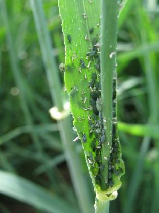 2010, Science) Komplexe Landschaften mit naturnahen Lebensräumen