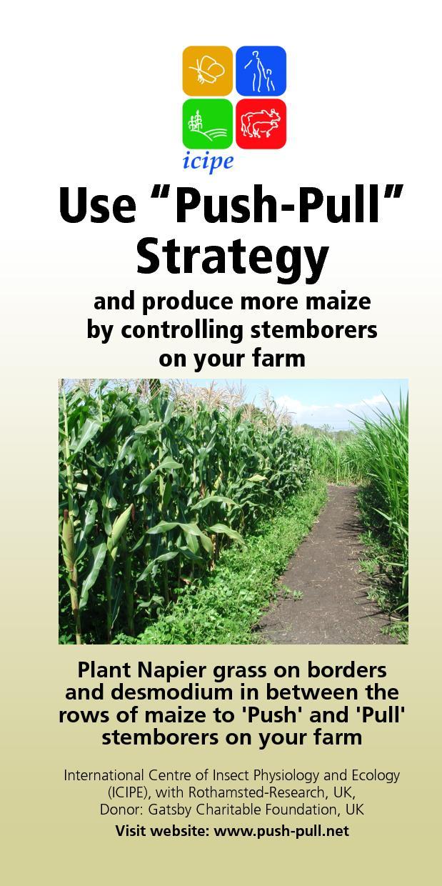 Push-pull Strategie für Mais-Schädlinge
